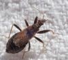 Himacerus mirmicoides